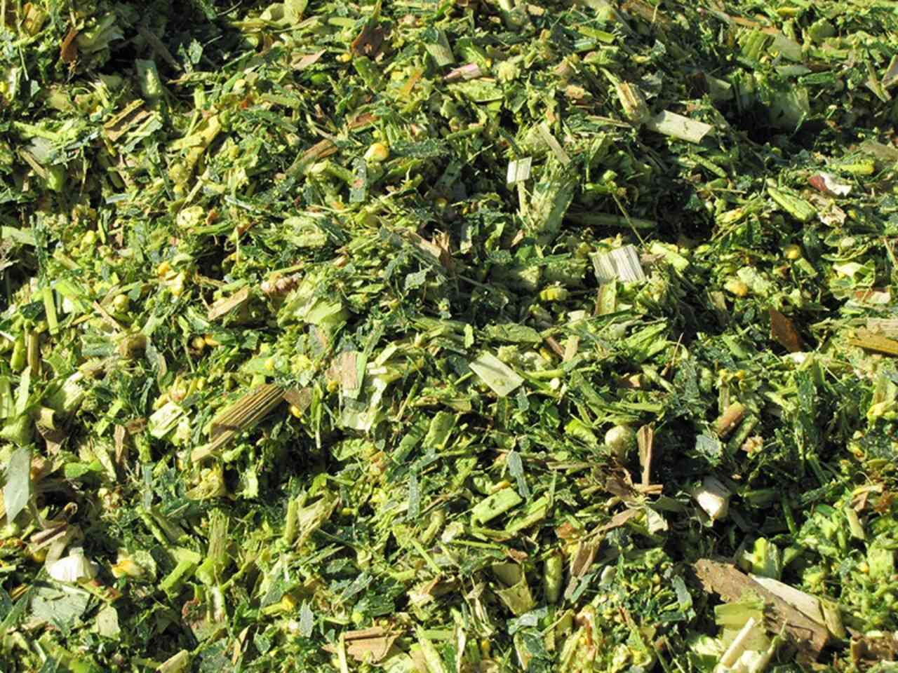 nghiền nhuyễn nguyên liệu